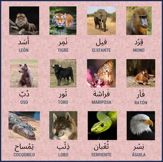 Vista previa: Animales salvajes