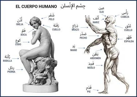Vista previa: Partes del cuerpo